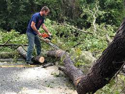 Best Leaf Removal  in Sellersburg, IN