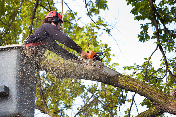 Best Root Management and Removal  in Sellersburg, IN