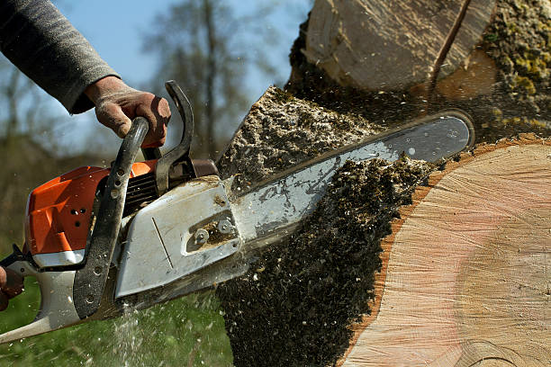 Best Commercial Tree Services  in Sellersburg, IN