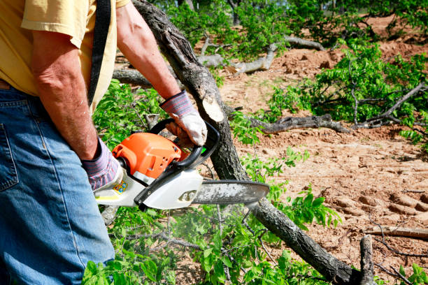 Best Tree Maintenance Programs  in Sellersburg, IN